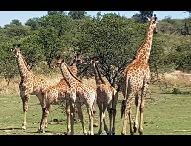 2,000HA FARM FOR SALE IN ESTCOURT RURAL